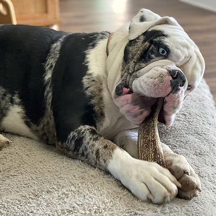 Large Split Single Pack (for 30-50 lb Dogs) Premium Grade Elk Antler for Dogs (1 Piece) Sourced in The USA