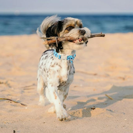 ARING PET Summer Dog Collar-Cute Blue Dog Collar for Small Dogs, Adjustable Cotton Whales Pet Collars Puppy Collar for Small Medium Large Dogs