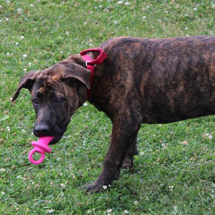 SPOT Puppy Pacifier Latex Dog Toy – Cute Binky-Shaped Chew Toy for Teething Puppies & Small Dogs, Best for Light Chewers, Durable & Non-Toxic with Squeaker, 4.5” – Assorted Colors