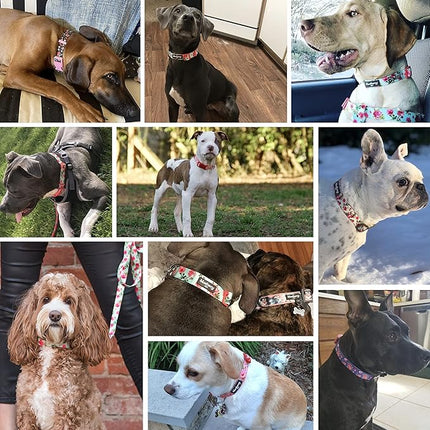 Blueberry Pet 7 Patterns Spring Scent Inspired Pink Dog Collar, Medium, Neck 14.5"-20", Dog Collars, Puppy Collar, Flowers for Dog Collars Girl, Purple Dog Collar, Girl Dog Accessories