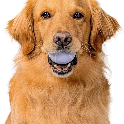 Playology Dog Toys | Squeaky Chew Ball - Bouncy Durable Floating Fetch Ball for Dogs | Medium Lamb Scented Toy - Easy to Clean and Made from Non Toxic Materials