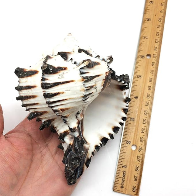 PEPPERLONELY 1 PC Black Murex Shells for Hermit Crab Shells, 5 Inch ~ 6 Inch