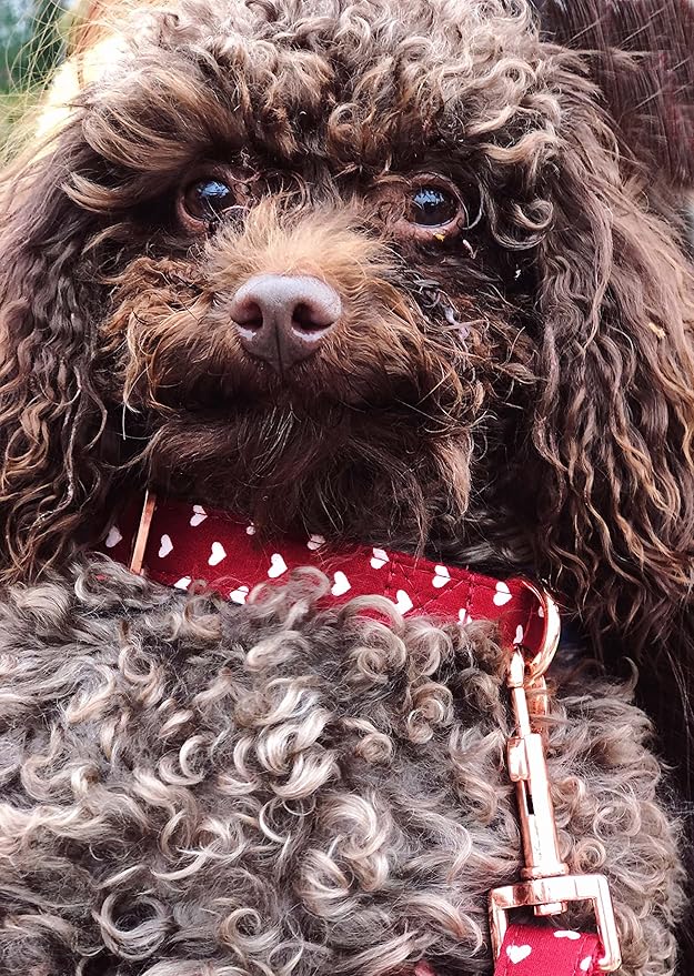 Bubblepup Dog Collar and Leash Set, Comfortable Adjustable Dog Collars for Small Medium Large Dogs