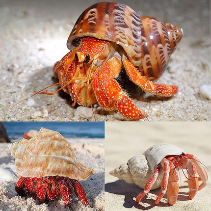 5PCS Large Hermit Crab Shells | Natural Sea Conch Size 2.8" - 3.9", Opening Size 1.5" - 2.5" | Turbo Seashells for Hermit Crab Supplies and Beach Decoration Large Sea Shell