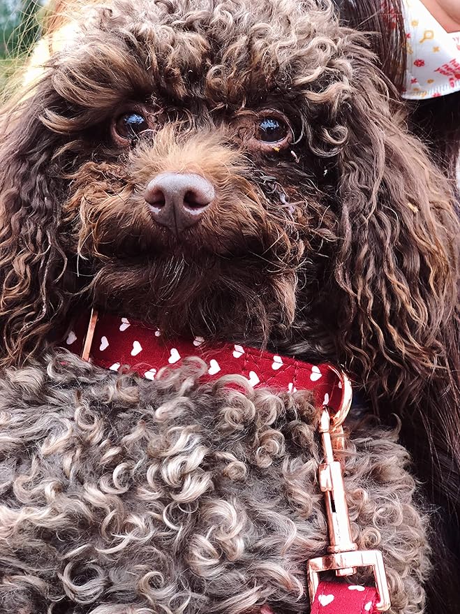 Bubblepup Dog Collar and Leash Set, Comfortable Adjustable Dog Collars for Small Medium Large Dogs