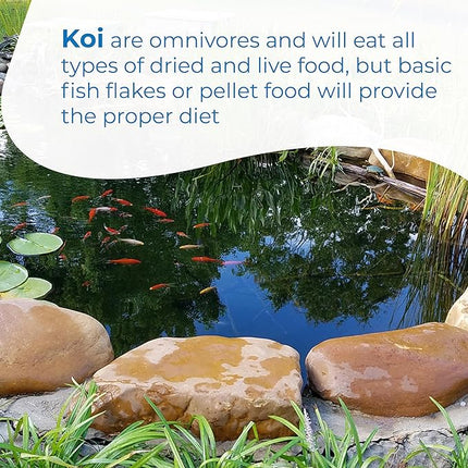 Toledo Goldfish Standard Fin Koi, Variety of Colors and Patterns - Beautiful Live Fish Perfect for Ponds, Tanks, and Aquariums - 3-4 Inches, 50 Count