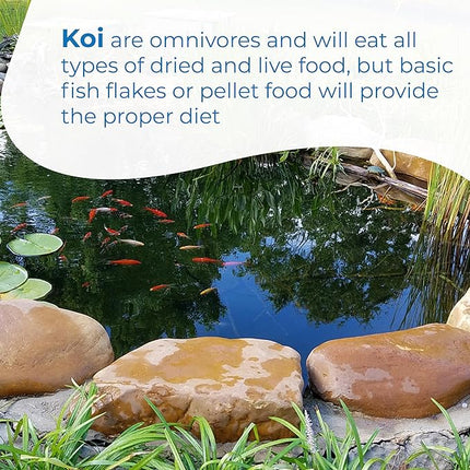 Toledo Goldfish Standard Fin Koi, Variety of Colors and Patterns - Beautiful Live Fish Perfect for Ponds, Tanks, and Aquariums - 5-6 Inches, 10 Count