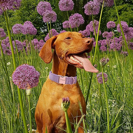 ARING PET Velvet Dog Collar and Leash Set, Soft Dog Collar and Leash, Adjustable Collars for Dogs