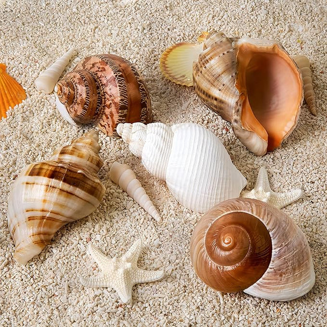 5PCS Large Hermit Crab Shells | Natural Sea Conch Size 2.8" - 3.9", Opening Size 1.5" - 2.5" | Turbo Seashells for Hermit Crab Supplies and Beach Decoration Large Sea Shell