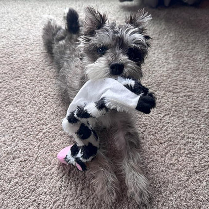 SPOT Skinneeez Crinklers Cow - Stuffing-Free Dog Toy with Crinkle & Squeaker Sounds, Durable for Moderate Chewers, Tug Toy for Small Dogs & Puppies, 14in