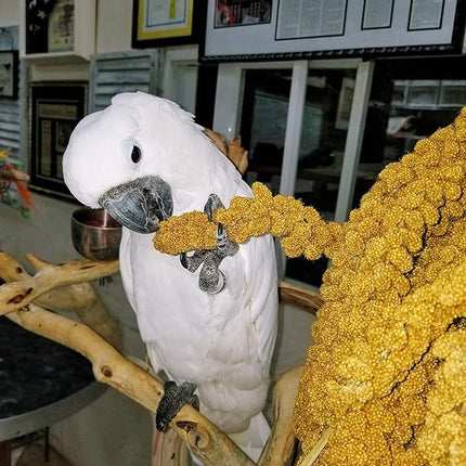 5lbs Wholesome Spray Millet for Birds – Grown, Harvested & Packed in The USA – 100% Natural, Sun‑Dried Bird Treat – Foraging Millet for Parakeets, Cockatiels, Conures, Budgies & Parrots