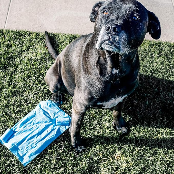 100% Compostable Dog Poop Bags - EN13432 Home Compost Certified Dog Waste Bags, 240 Bags (16 Rolls), Made from Corn - Easy Open - Large, Thick Poop Bags for Dogs