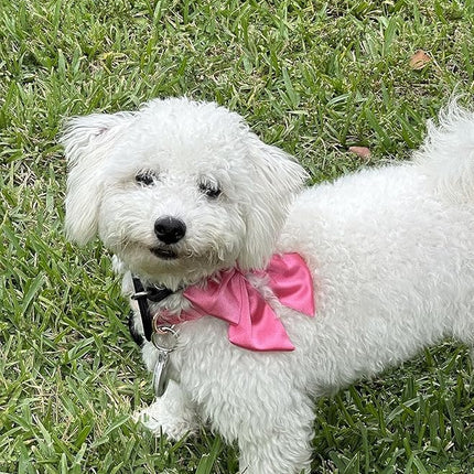 Lionet Paws Bowtie Dog Collar - Comfortable Silk Dog Collar with Detachable Bow Tie for Large Dogs, Neck 16-24 Inches