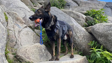 Nero Ball Pro K-9 Dog Training Ball on Rope – 2.75″ Heavy-Duty Natural Rubber Reward & Tug Toy with Nylon Throw Handle – High-Visibility Orange – Police, Military & Sport Working Dogs Fetch