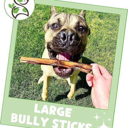 Nature Gnaws Large Bully Sticks for Dogs 5-6" (15 Count) - Thick Long Lasting for Aggressive Chewers and Large Dogs - Natural Beef Dog Chew Bones