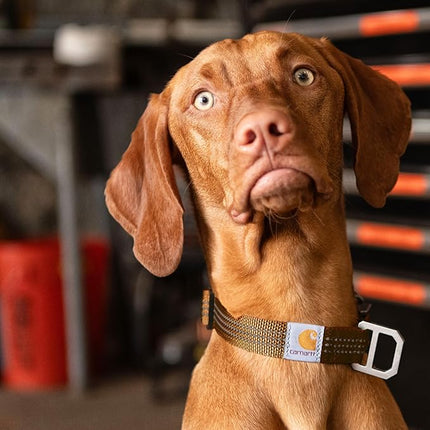 Carhartt Fully Adjustable Nylon Webbing Collars for Dogs, Reflective Stitching for Visibility, Black (Nylon Webbing), Large