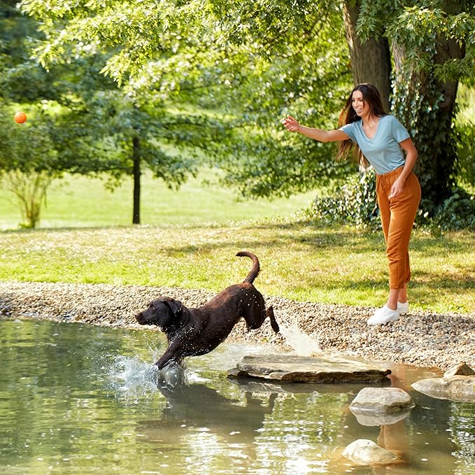 Nature’s Recipe Grain Free Dry Dog Food Salmon, Sweet Potato & Pumpkin Recipe, 24 lb. Bag