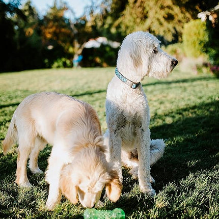 Hyper Pet Dura-Squeaks Barbell Interactive Fetch Dog Toy with Squeaker Made with Sturdy TPR That Floats in Water (Pack of 2)