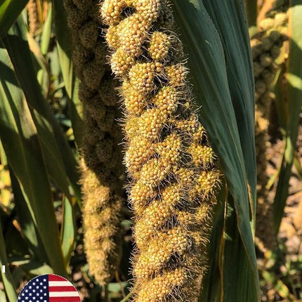 5lbs Wholesome Spray Millet for Birds – Grown, Harvested & Packed in The USA – 100% Natural, Sun‑Dried Bird Treat – Foraging Millet for Parakeets, Cockatiels, Conures, Budgies & Parrots