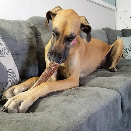 – X Large Split Single Pack (for 50+ lb Dogs) Premium Grade Elk Antler for Dogs (1 Piece) Sourced in The USA